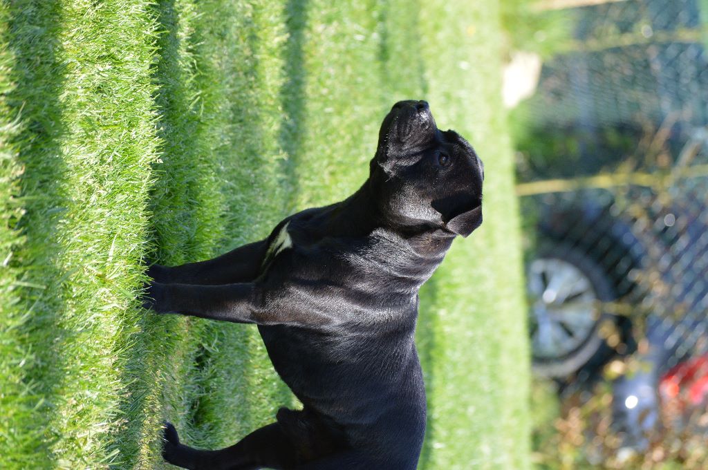 Macho Los Guardianes De La Casa