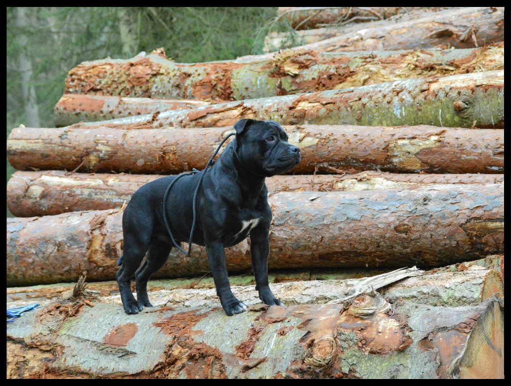 Macho Los Guardianes De La Casa