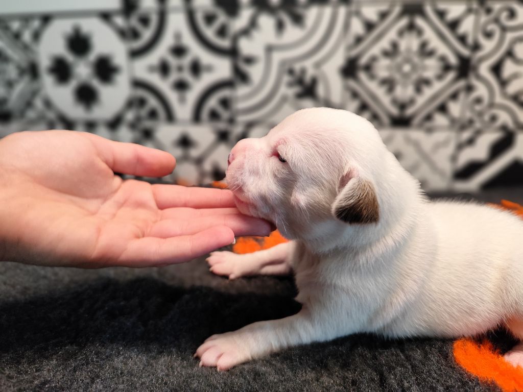 Los Guardianes De La Casa - Chiot disponible  - Staffordshire Bull Terrier