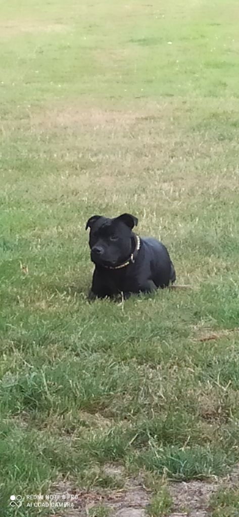 chiot Staffordshire Bull Terrier Los Guardianes De La Casa