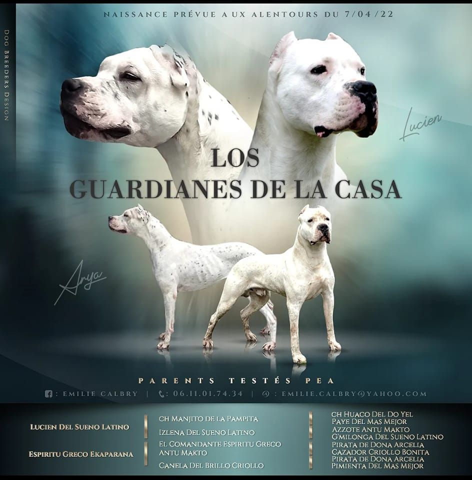 chiot Dogo Argentino Los Guardianes De La Casa