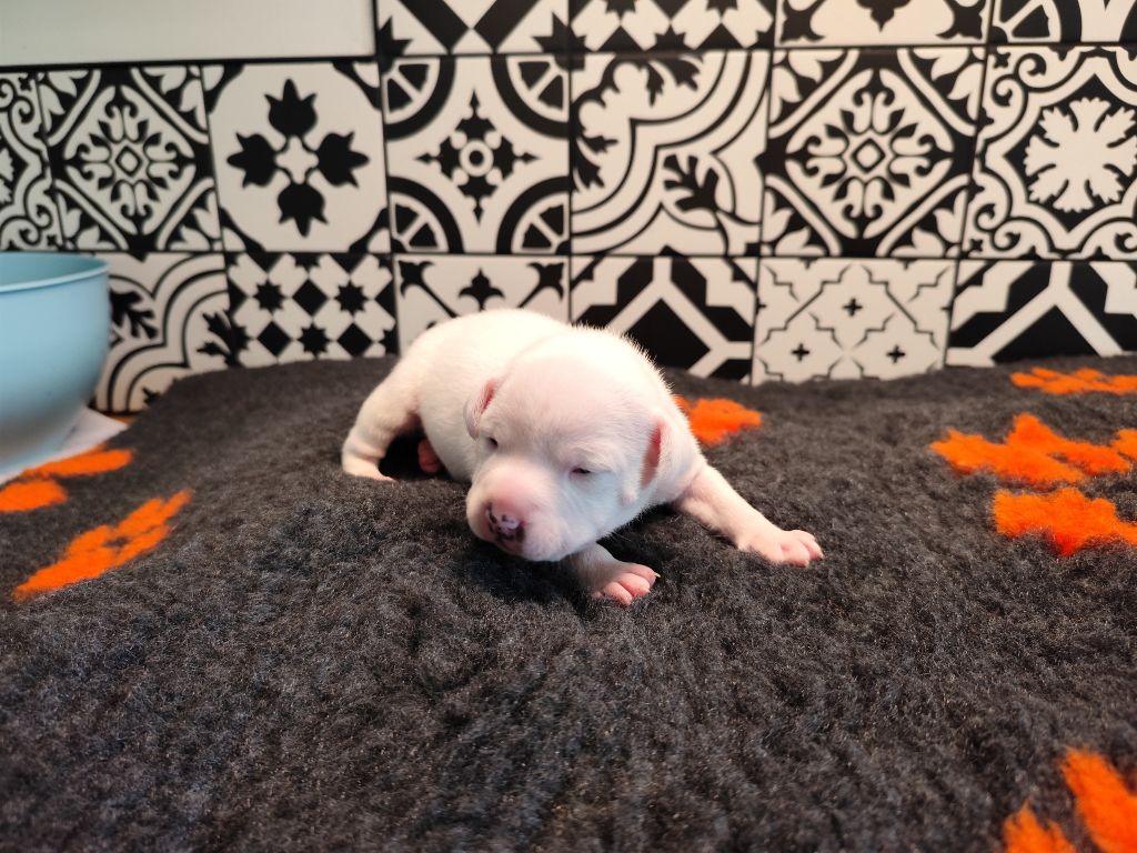 Los Guardianes De La Casa - Chiot disponible  - Staffordshire Bull Terrier