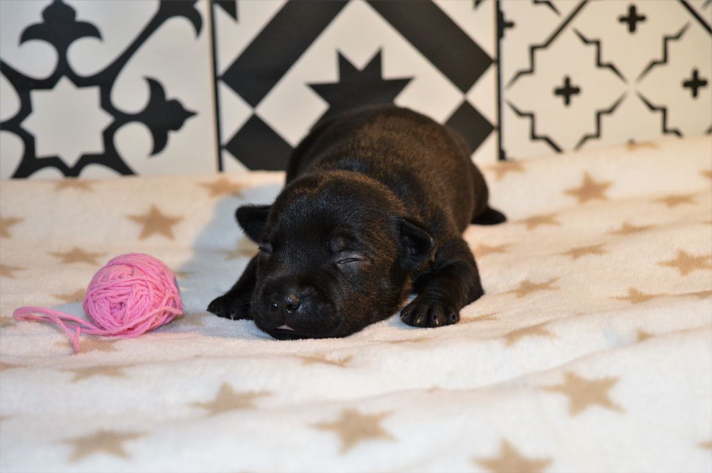 Los Guardianes De La Casa - Naissance des chiots staffies :)